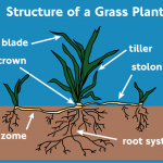Grass-plant-structure