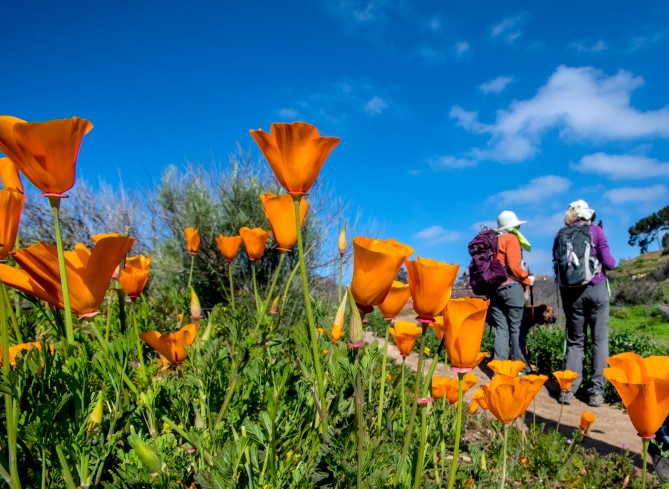 Hikers and a trail runner make their way past blooming California poppies along the Old Weir Canyon Trail in Santiago Oaks Regional Park in Anaheim Hills on Wednesday morning, February 27, 2019. (Photo by Mark Rightmire, Orange County Register/SCNG)