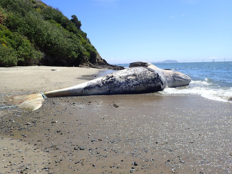 A dead gray whale lies on an Angel Island beach near Tiburon, Calif. on May 9, 2018.  (courtesy Marine Mammal Center)