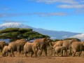 Kilimanjaro-elephants